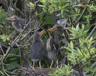 Green Heron fledglings, all five
