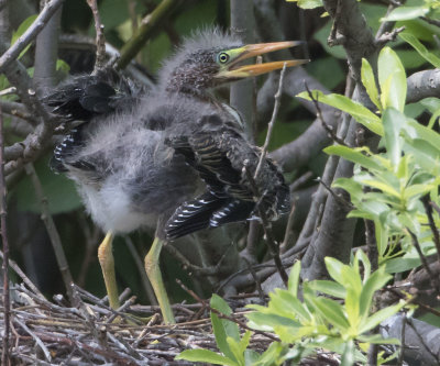Green Heron fledgling flaps for mom on nest