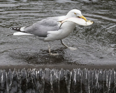 Gull with fish at dam