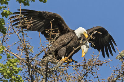 Eagle pair on tree