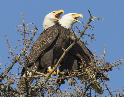 Eagle pair calling on tree