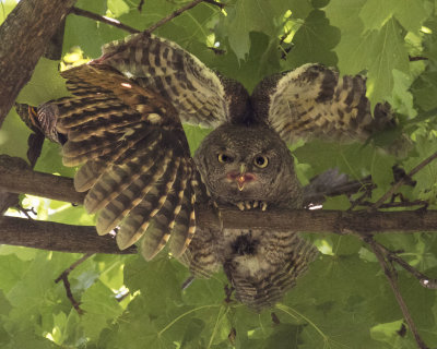 Screech Owlets raise their wings on branch with one yelling