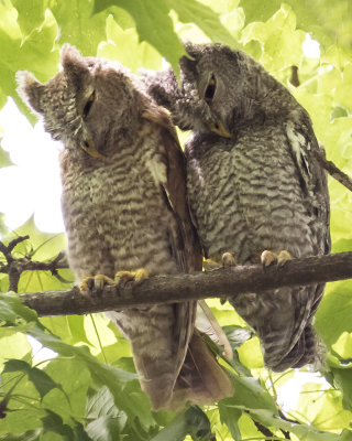 Screech Owlet pair stretch and looking down together
