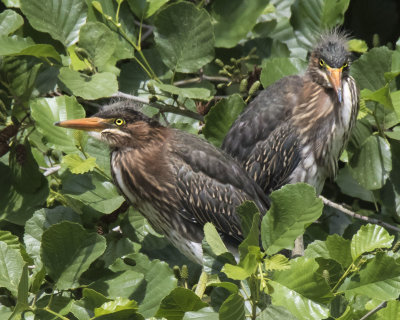 Green Heron siblings pose in green bush