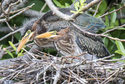 Green Heron siblings on nest