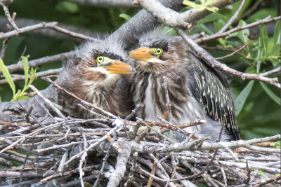 Green Heron siblings on nest