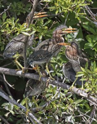 Green Heron foursome wait on branch for mom