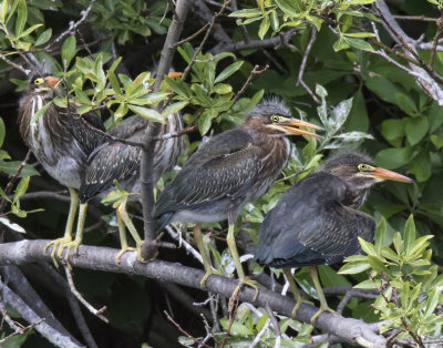 Green Heron foursome wait on branch for mom