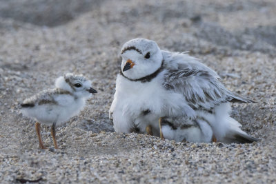 Piping Plover mom on babies and one standing