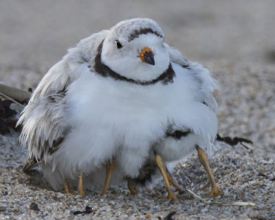 Piping Plover three babies crunch under mom