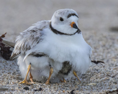 Piping Plover babies crunch under mom