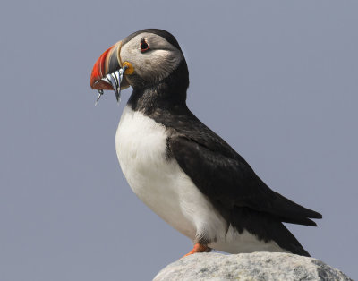 Puffin with fish