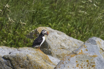 Puffin with fish far off on rocks