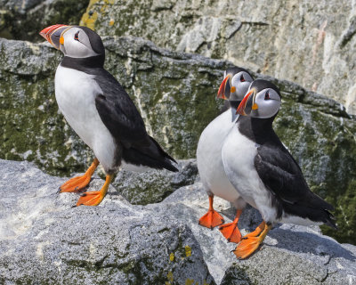 Puffin trio on rocks