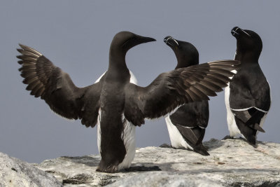 Common Murre spreads wings next to 2 Razorbills