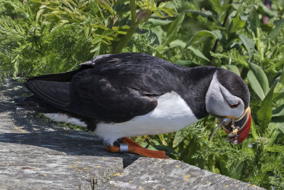 Puffin with fish about to go into burrow