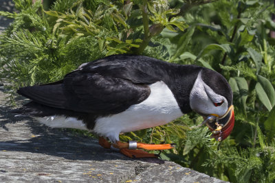 Puffin with fish about to go into burrow