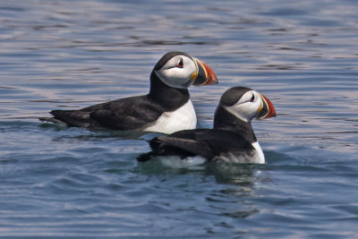 Puffin pair in the water