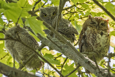 Screech Owlet pair with mom in tree.jpg