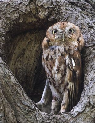 Screech Owl stretches in hole