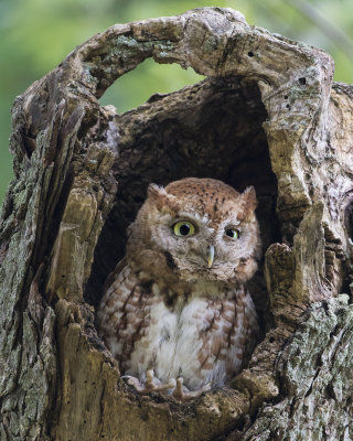 Screech Owl with feet up in hole