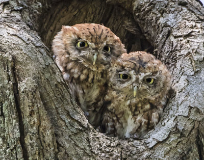 Screech Owl pair pose together iin hole