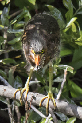 Green Heron fledgling catches a dragonfly