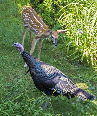 Fawn checking out turkey
