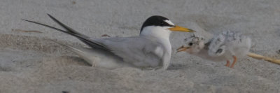 Least Tern baby comes to mom