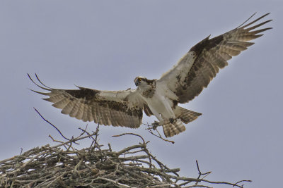 Osprey arrives with nesting material