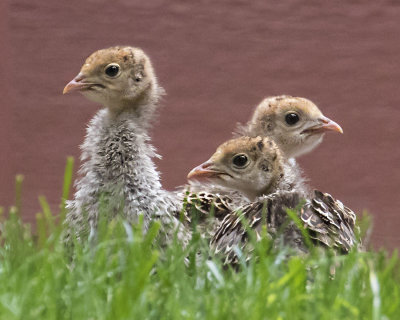 Turkey baby trio rest in grass