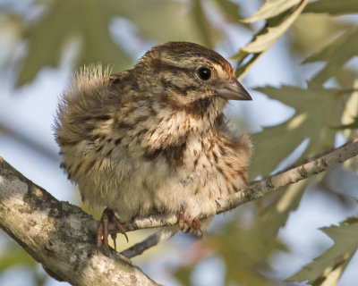 Juvenile Song Sparrow fluffs