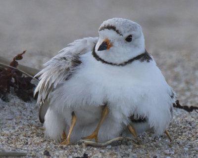 Piping Plover with babies under her