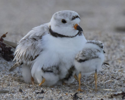 Piping Plover with 2 babies under her and 1 out