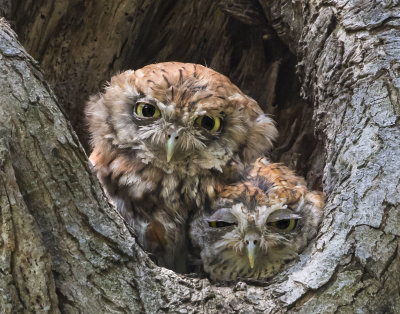 Screech Owl pair cuddle together iin hole