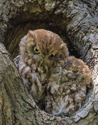 Screech Owl pair cuddle together iin hole, one eyes closed