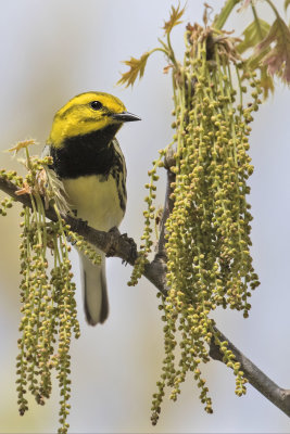 Black-throated Green Warbler posing