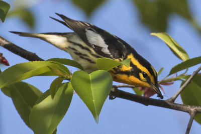 Blackburnian Warbler with ant