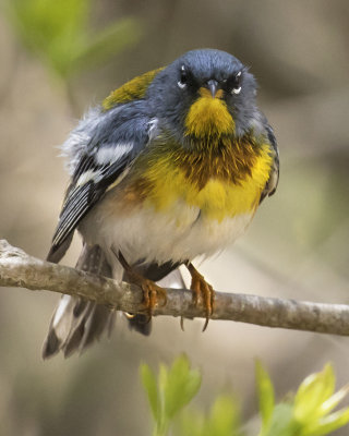 Parula Warbler stares after bathing
