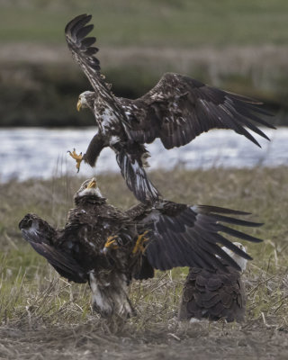 Juvenile eagles fighting near adult