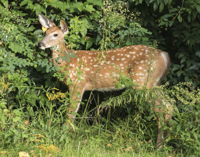 Fawn poses in bushes