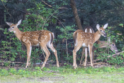 Fawns and doe in back of yard