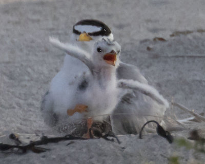 Least Tern chick excitedly leaves mom