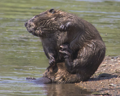 Beaver scratching and grooming