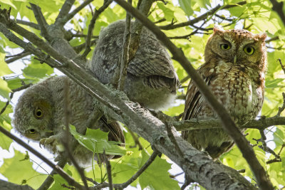 Screech mom with 2 of her owlets in tree