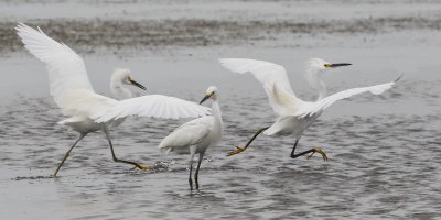 Snowy Egret chase