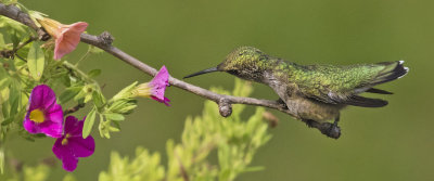 Hummingbird moves towards flower