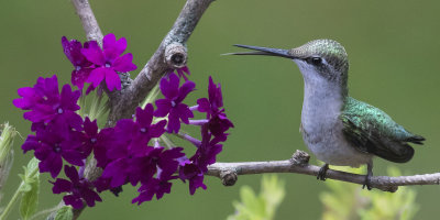 Hummingbird sticks her tongue out by purple flowers