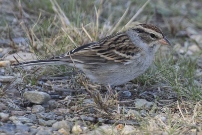 Clay-colored Sparrow