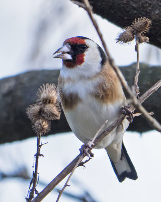 European Goldfinch eating thistle on low tree branch